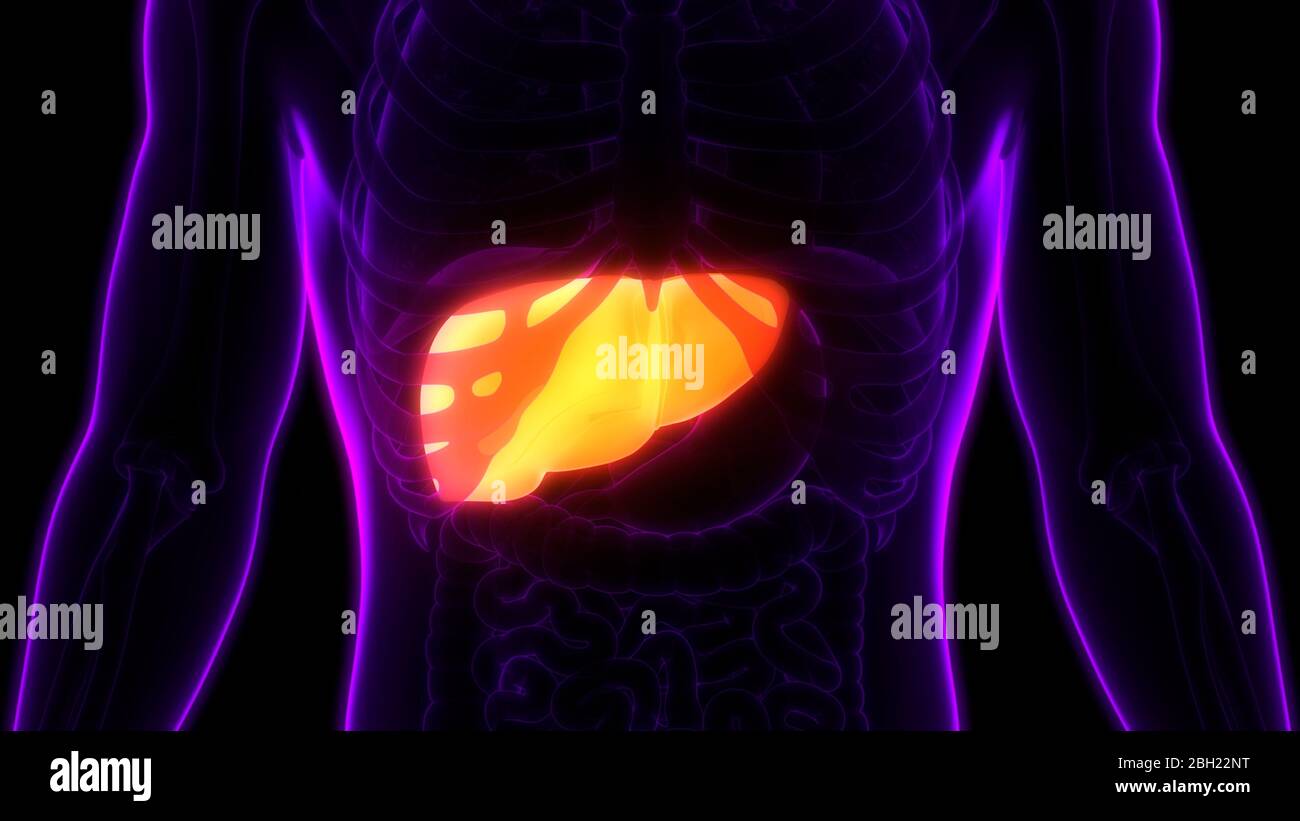 Human Internal Digestive Organ Liver Anatomy Stock Photo - Alamy