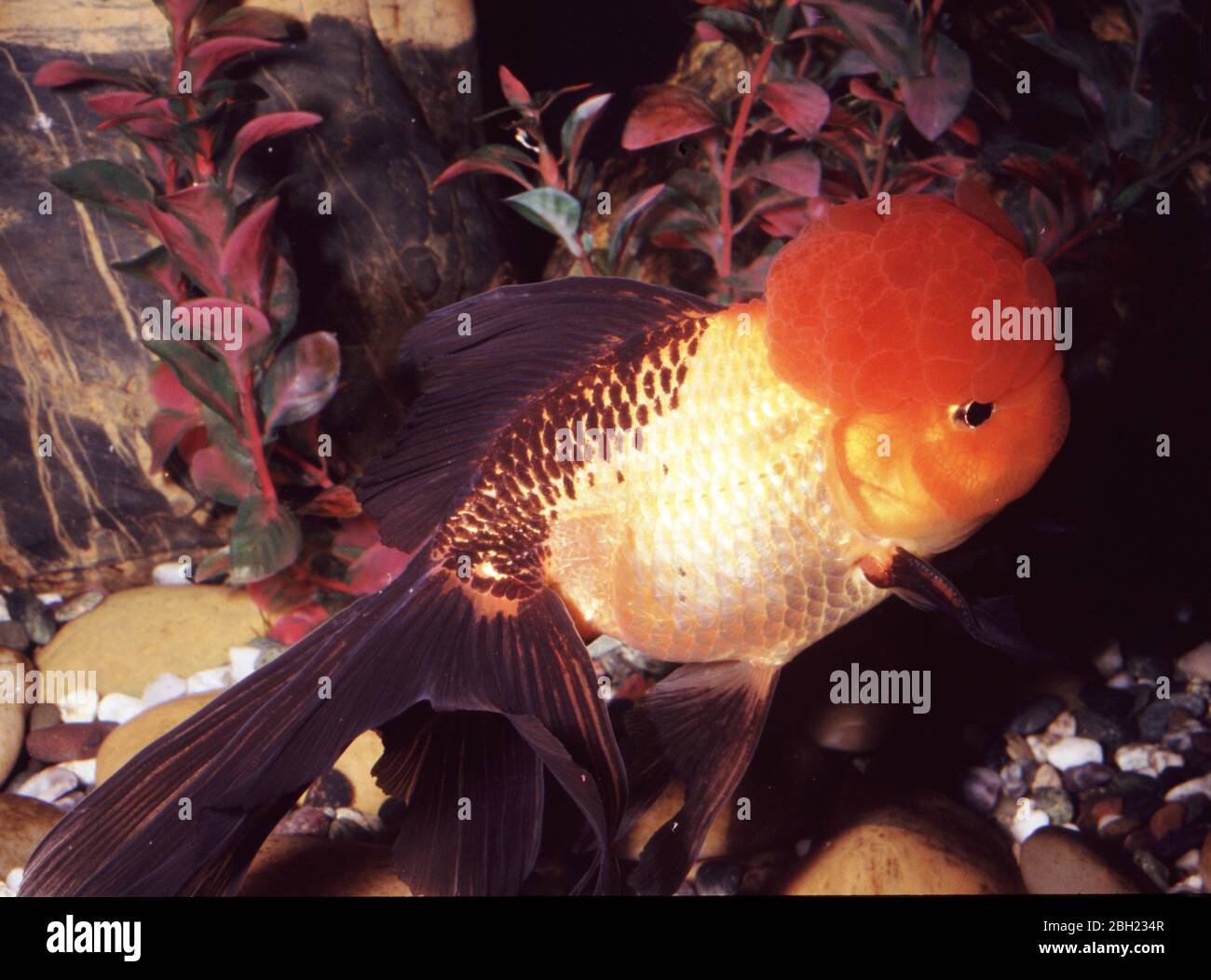 Chinese oranda (Hi-Cap) goldfish (Carassius auratus) Stock Photo
