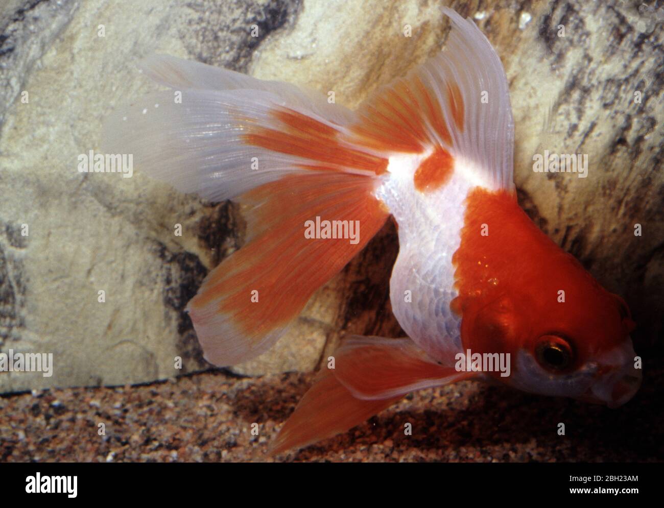 Red-white oranda goldfish (Carassius auratus) Stock Photo
