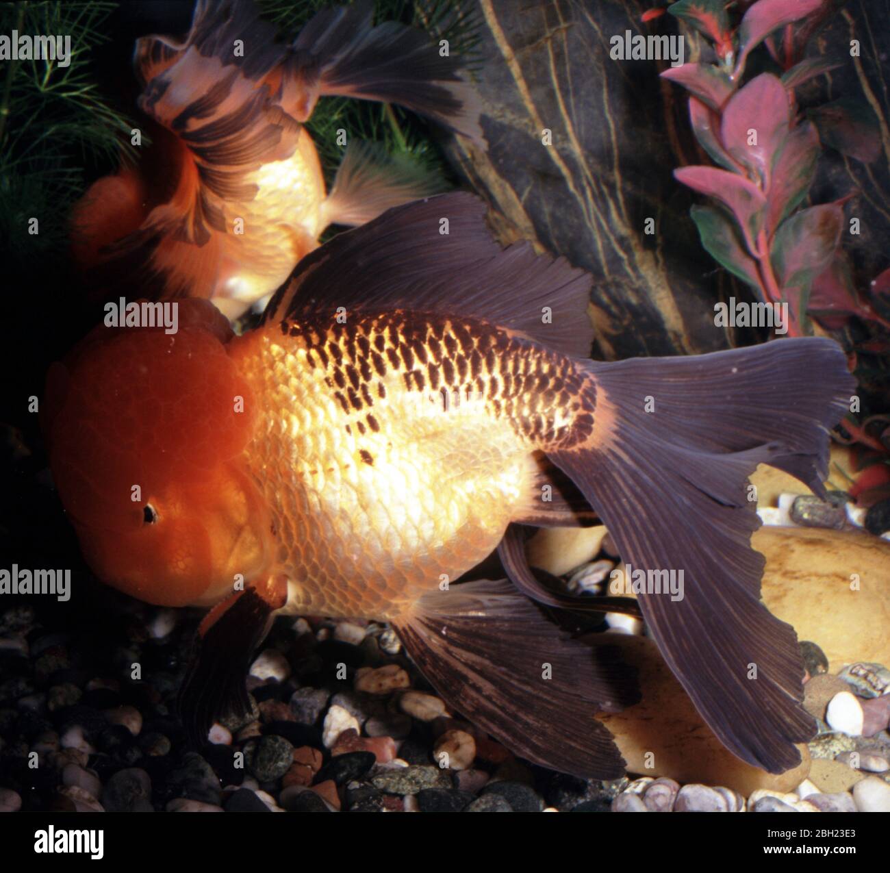 Chinese oranda (Hi-Cap) goldfish (Carassius auratus) Stock Photo