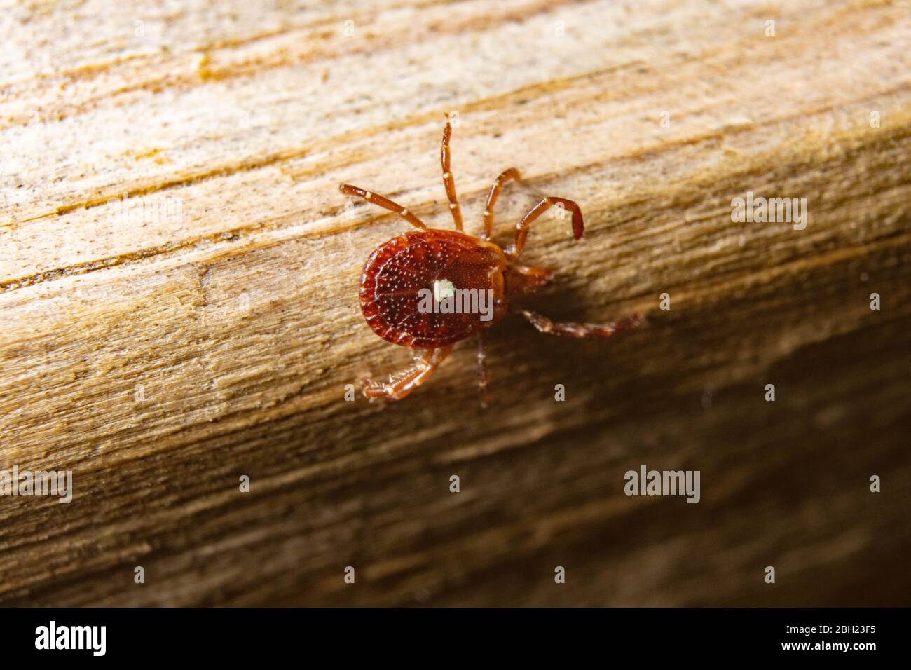 A lone star ticks crawls along a piece of wood. Stock Photo