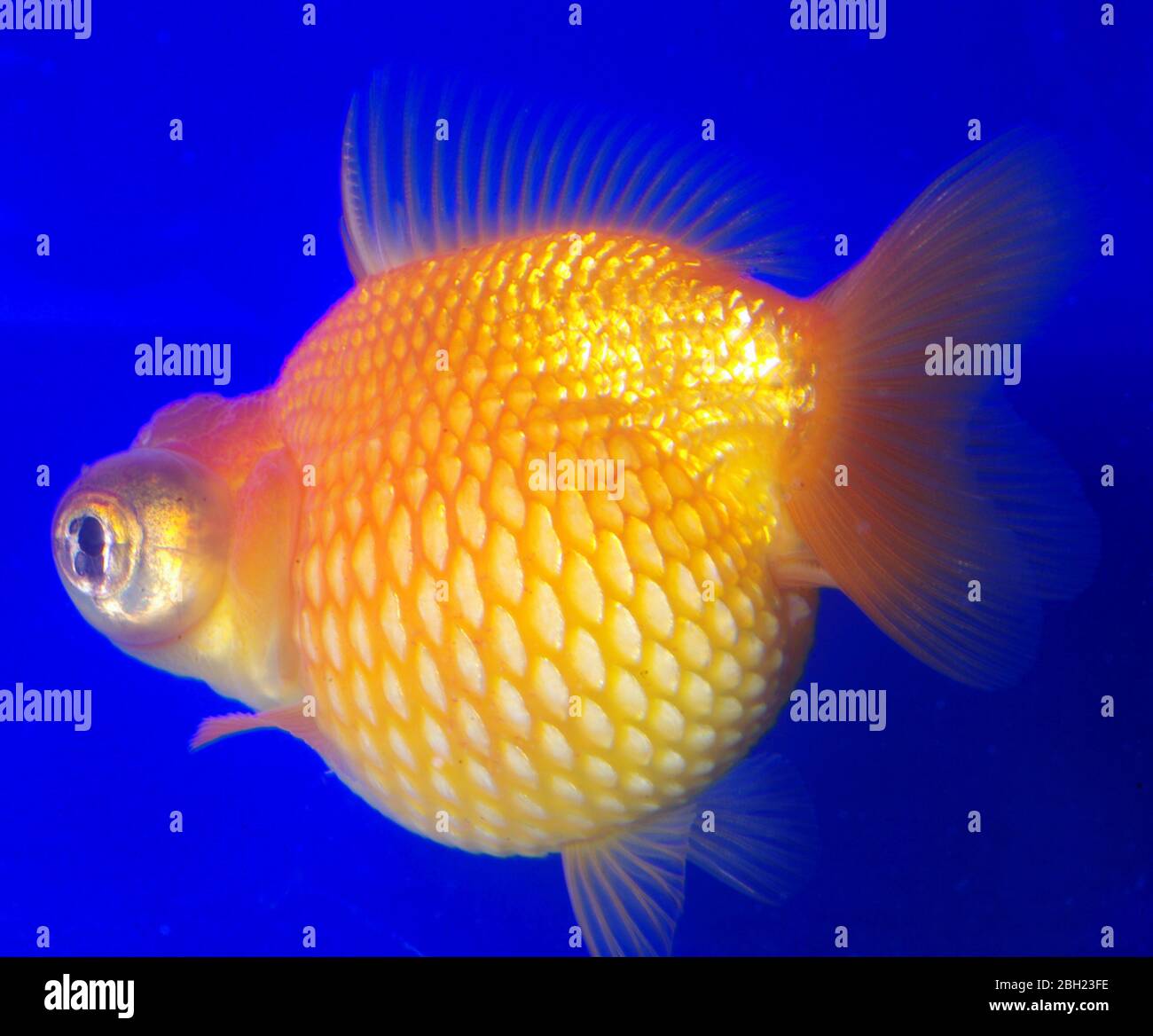 Pearl scale telescope goldfish, Carassius auratus Stock Photo Alamy
