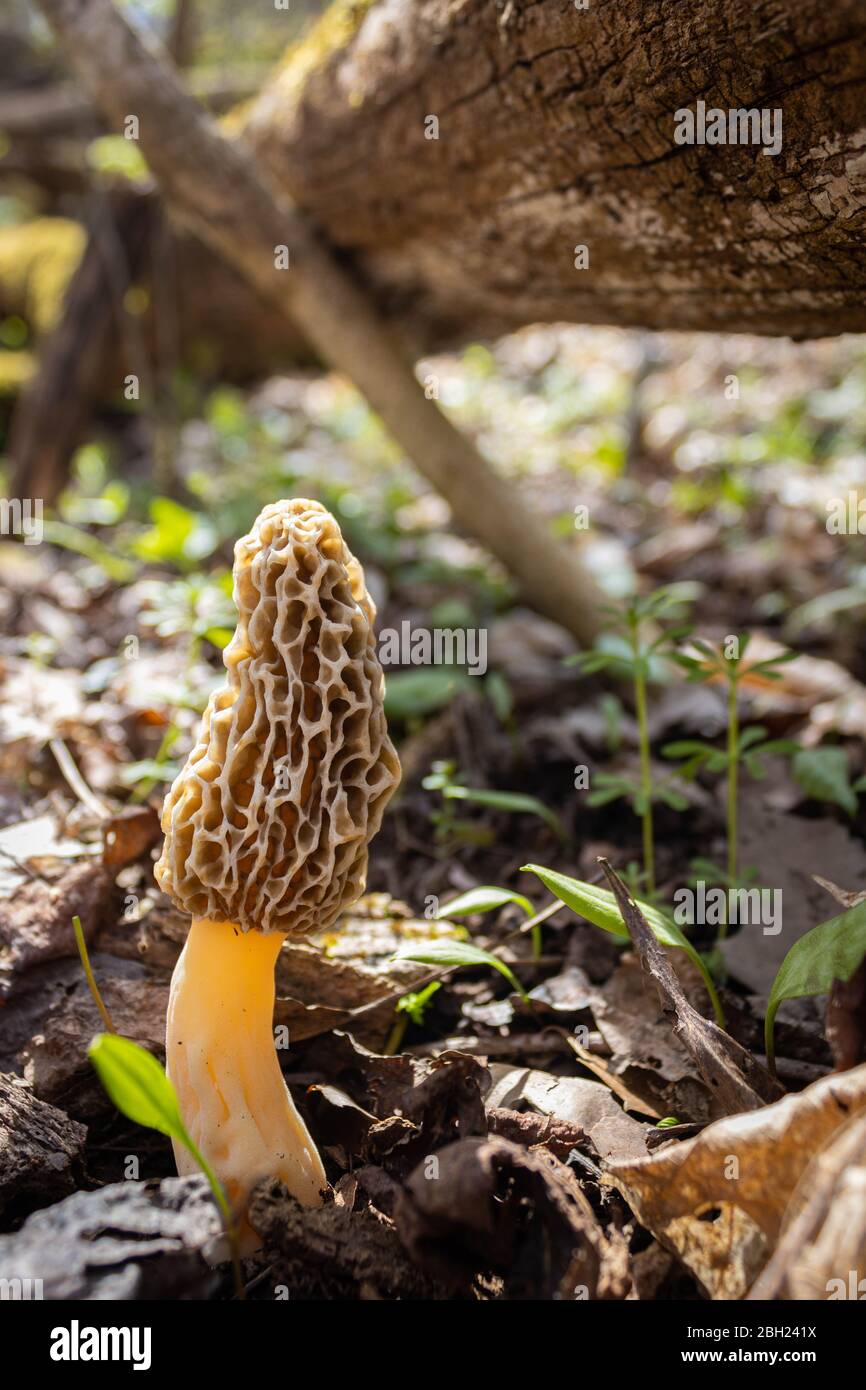 A morel mushroom sprouts from the forest floor. Stock Photo