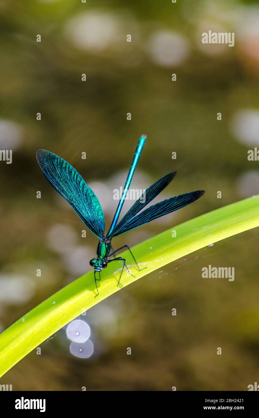 Germany, Broad-winged damselfly perching on leaf Stock Photo