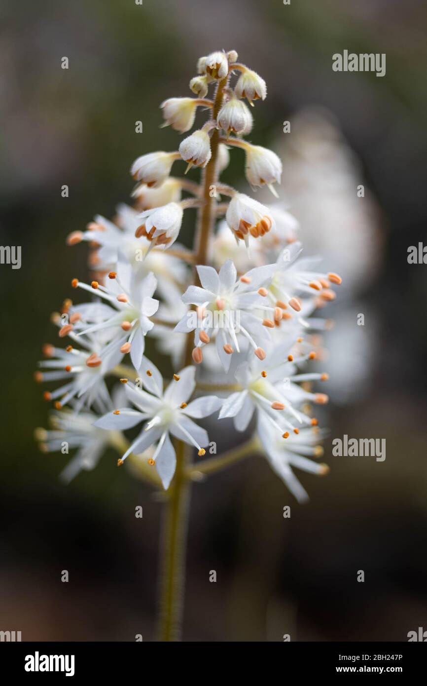 Foam flower hires stock photography and images Alamy