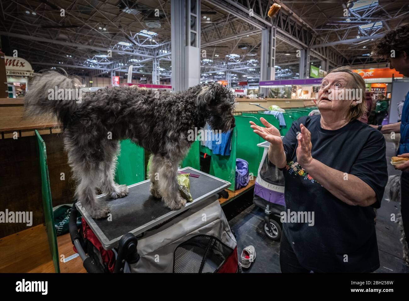 Crufts 2020: Day 3 of the Crufts dog show at the NEC in Birmingham, UK. Stock Photo