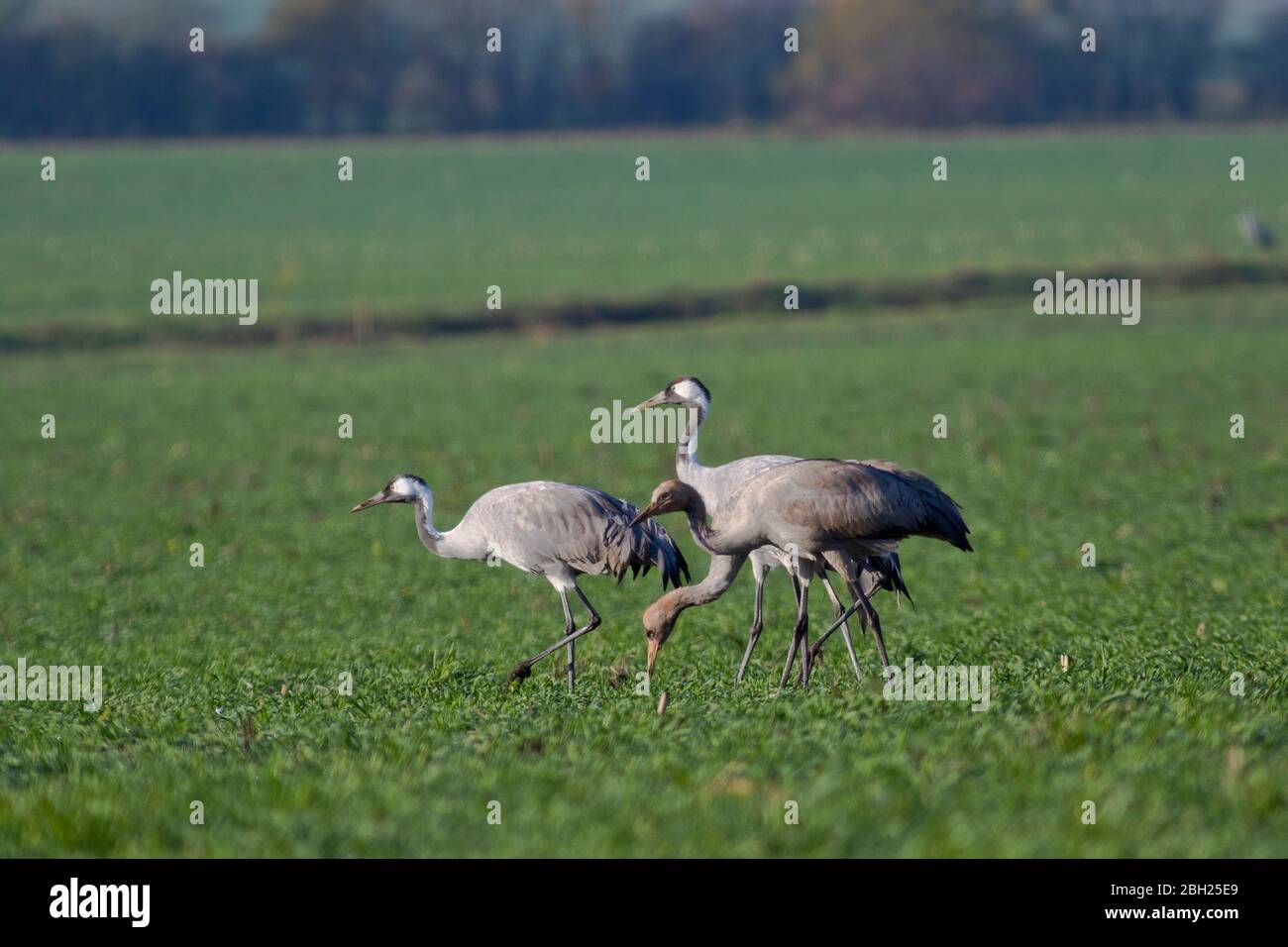 Germany, Common cranes (Grus grus) grazing in field Stock Photo