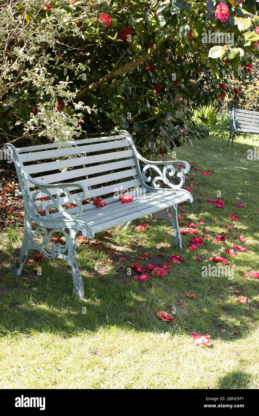 Painted garden bench in garden with camellias Stock Photo
