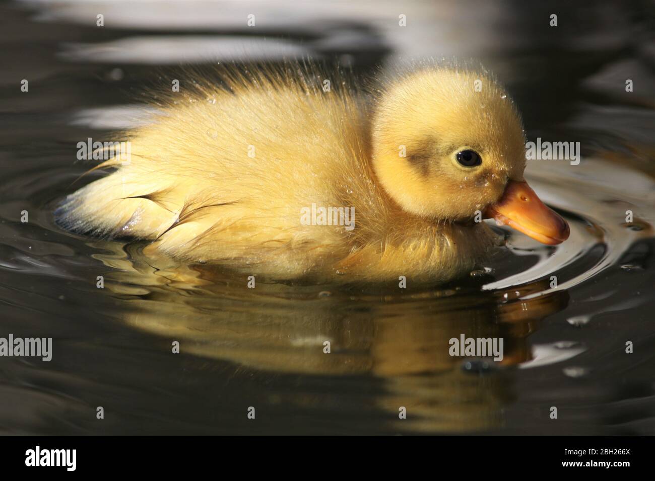 White duck yellow beak hires stock photography and images Alamy