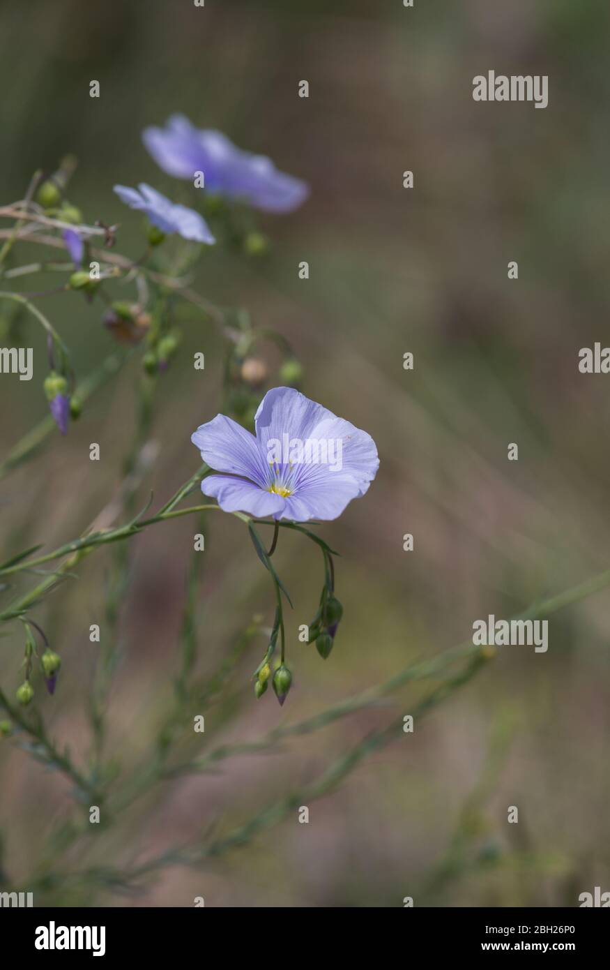 Linum tenuifolium, perennial flax medicine plant in summer prairie in Cappadocia, Turkey Stock Photo