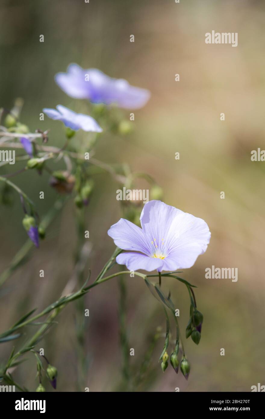 Linum tenuifolium, perennial flax medicine plant in summer prairie in Cappadocia, Turkey Stock Photo