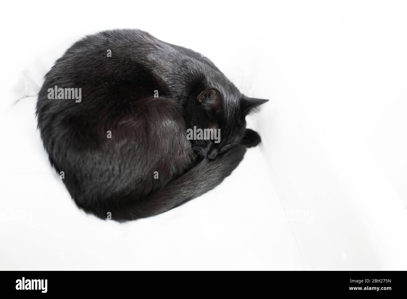 Black cat sleeping on white blanket Stock Photo