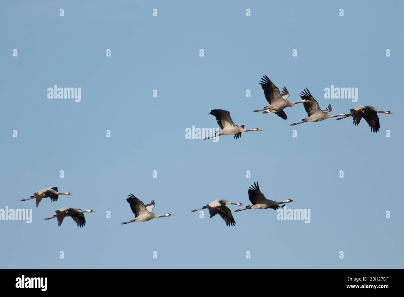 Germany, Flock of common cranes (Grus grus) flying against clear blue sky Stock Photo
