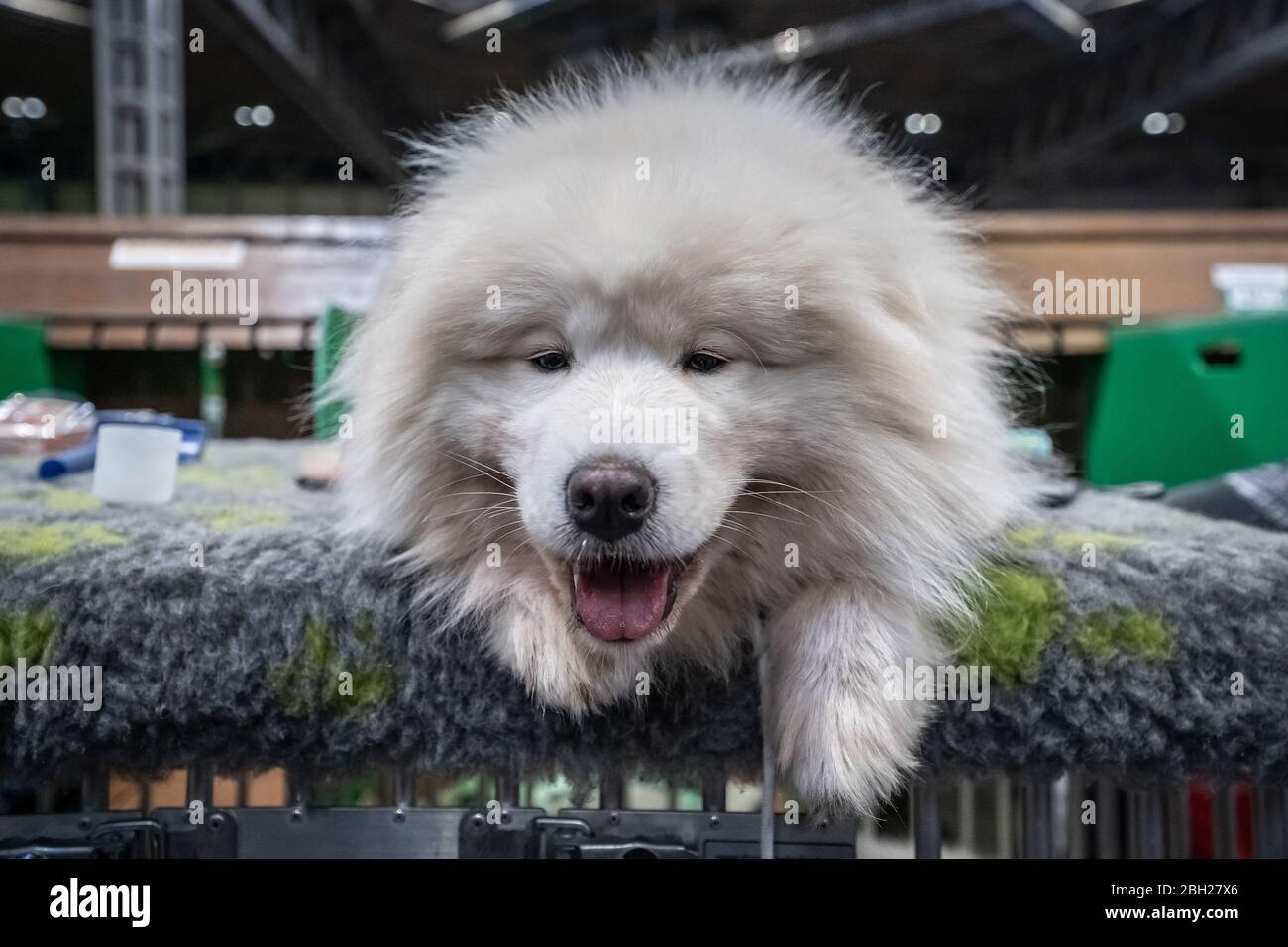 Crufts 2020: Day 3 of the Crufts dog show at the NEC in Birmingham, UK. Stock Photo