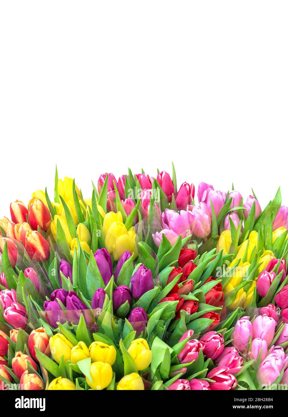 Spring tulip flowers bouquet on white background Stock Photo - Alamy
