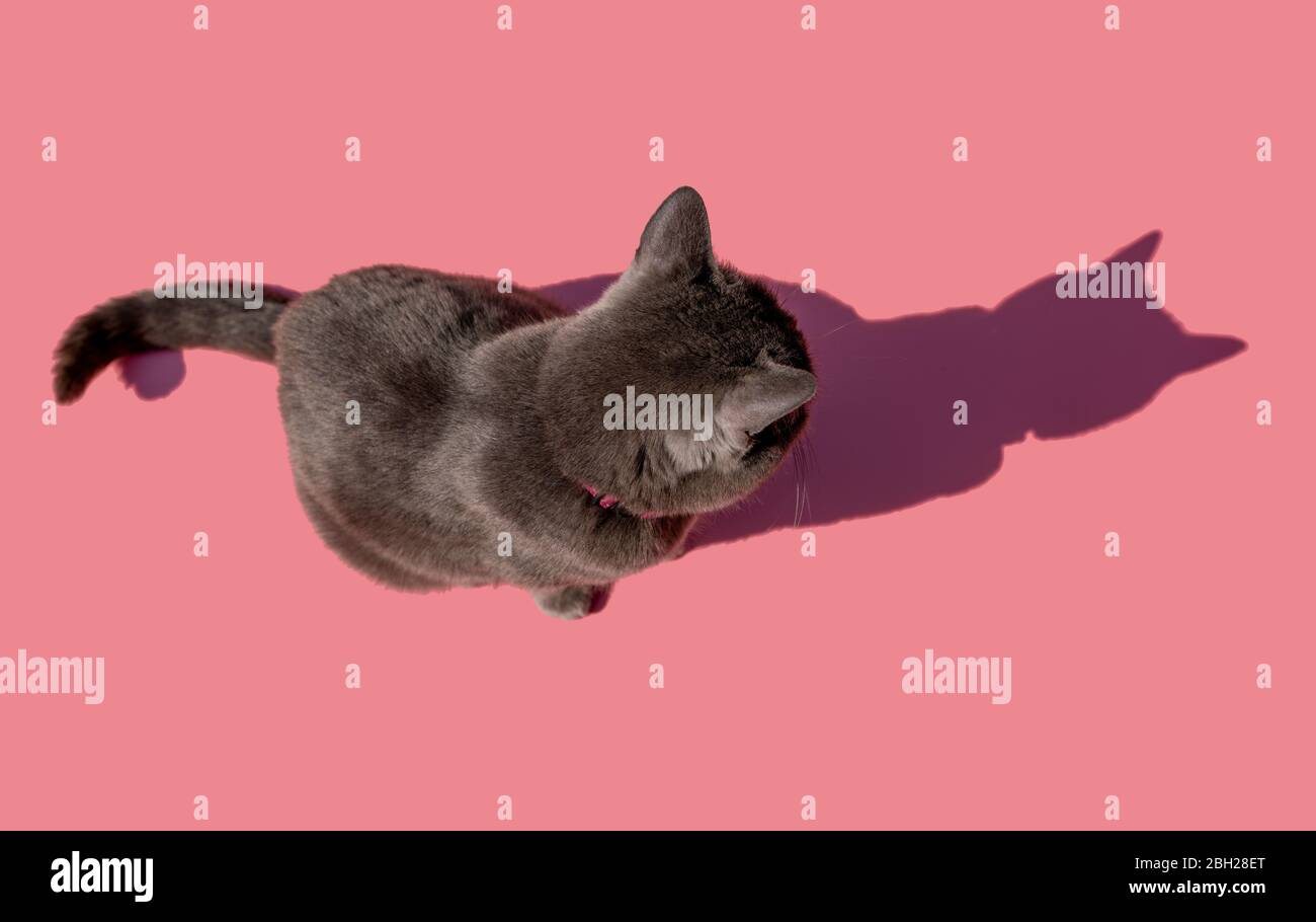 Studio shot of Russian Blue cat sitting against pink background Stock Photo