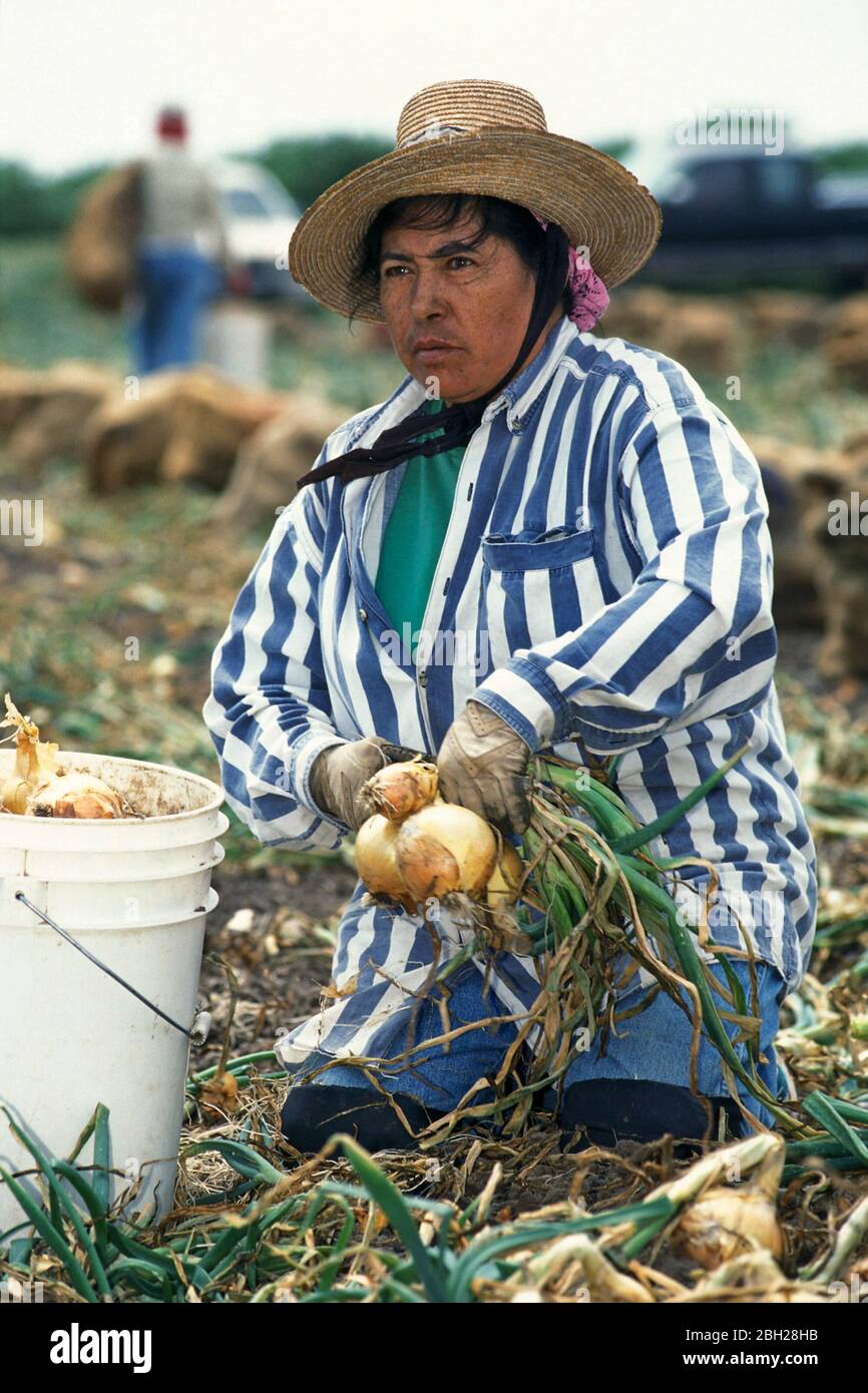 Harvesting onion texas hi-res stock photography and images - Alamy