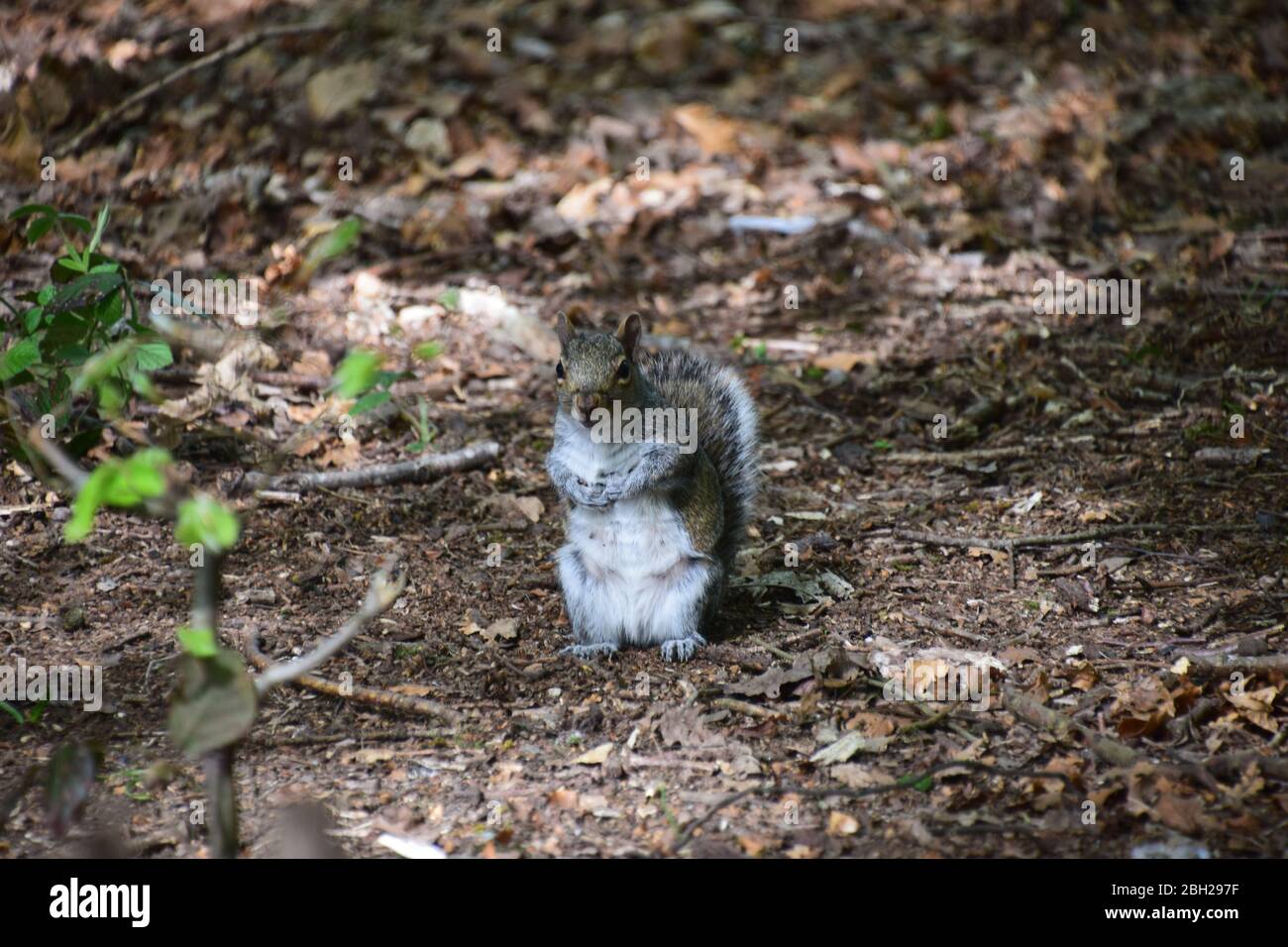 Grey Squirrels(Sciurus Carolinensis) on the forest floor at Sankey Valley Woods St Helens Merseyside. Stock Photo