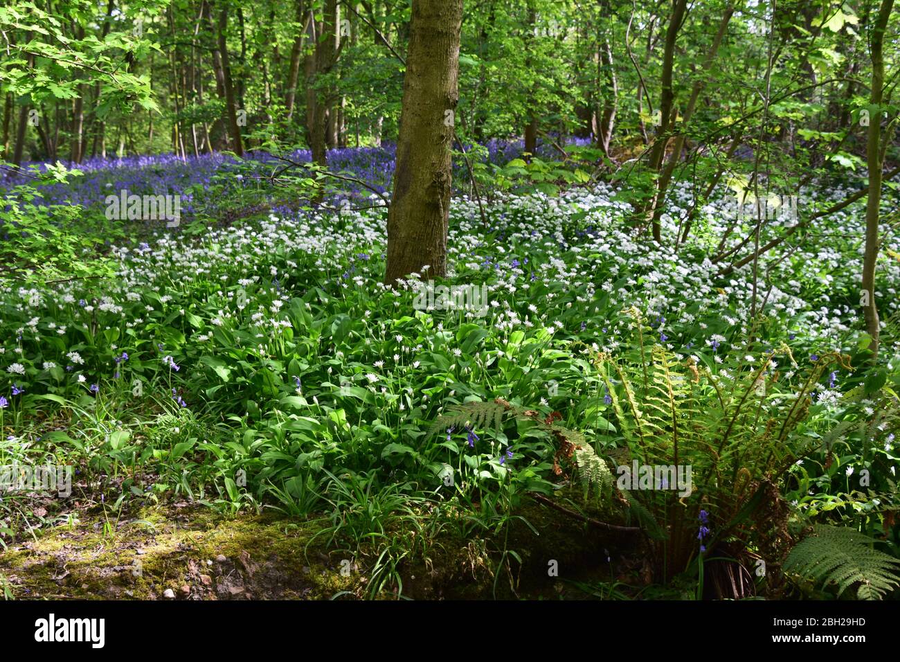 Sankey Valley Linear Park, SSSI Designated area St Helens .Merseyside. Part of the Mersey Forest. Stock Photo