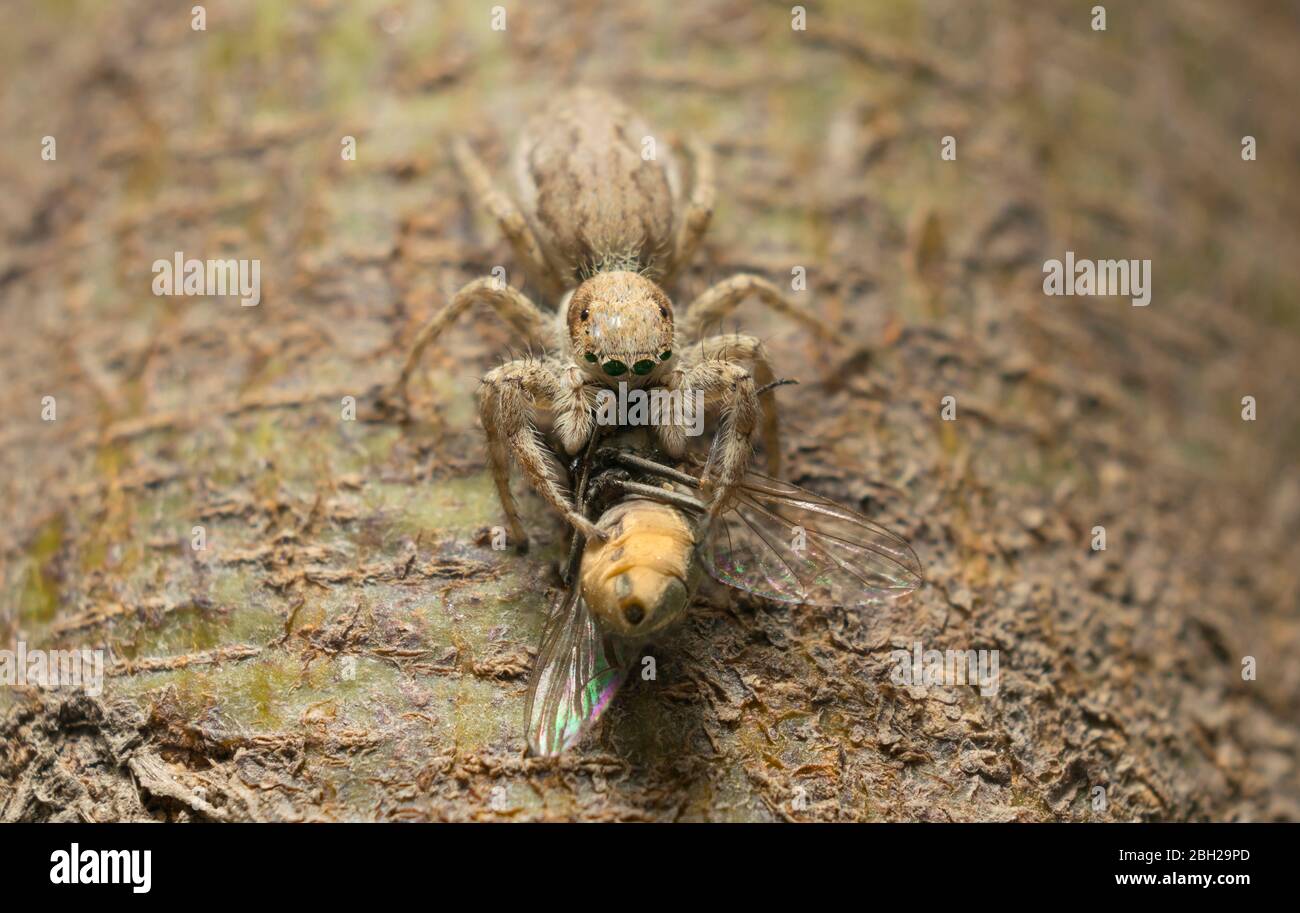 A jumping spider and a common house fly on a tree. Stock Photo