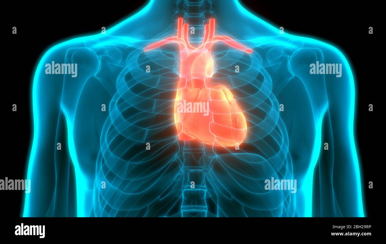 Human Circulatory System Heart Anatomy Stock Photo - Alamy