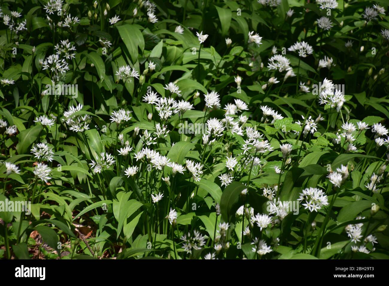 Sankey Valley Linear Park, SSSI Designated area St Helens .Merseyside. Part of the Mersey Forest. Stock Photo