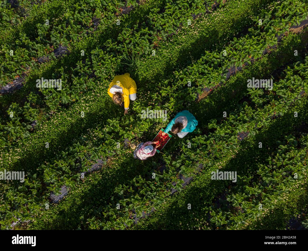 Mature woman picking strawberries hi-res stock photography and images ...