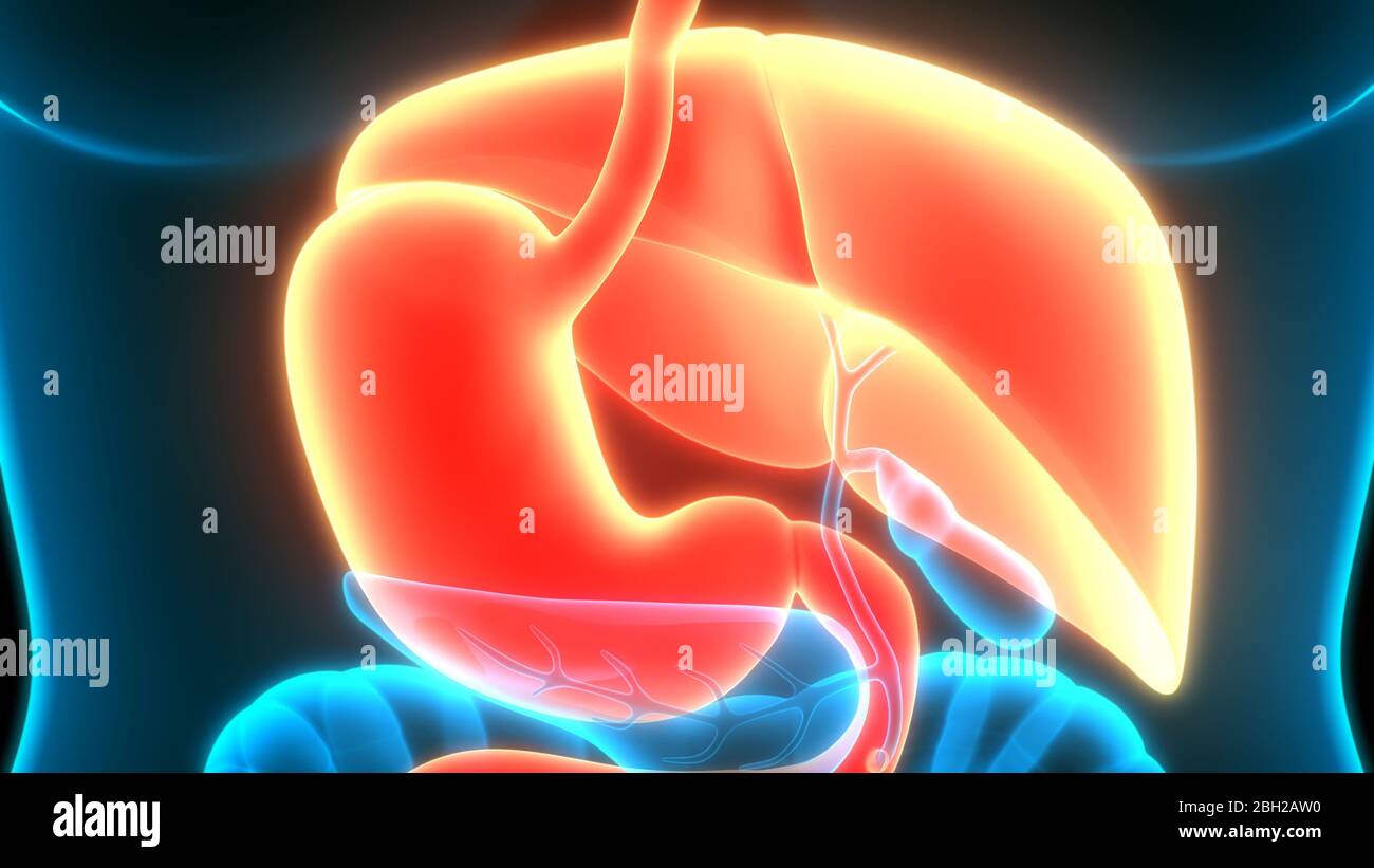 Human Internal Digestive Organ Liver Anatomy Stock Photo - Alamy