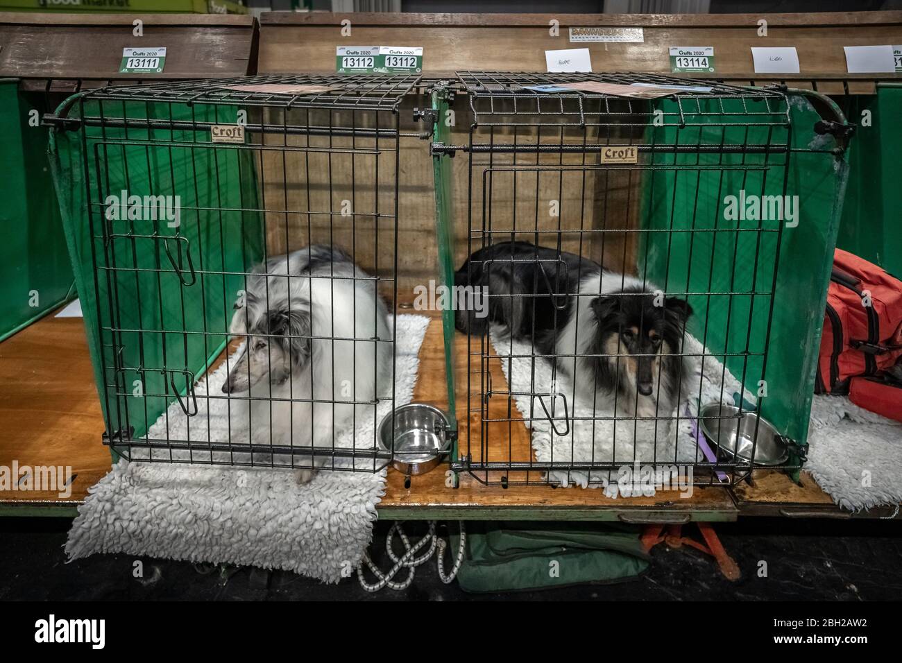 Crufts 2020: Day 3 of the Crufts dog show at the NEC in Birmingham, UK  Stock Photo - Alamy