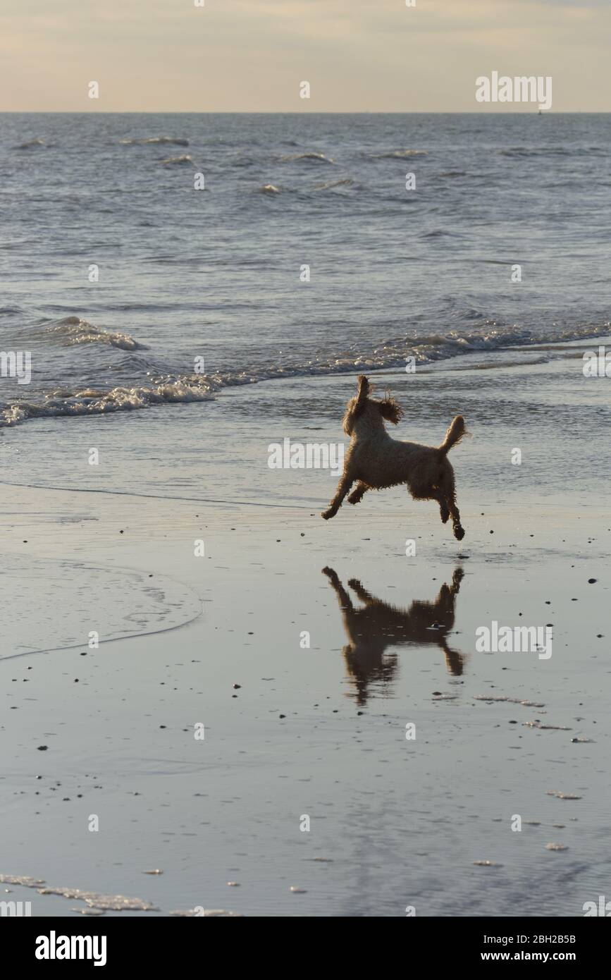 A cockapoo running and jumping on a beach at low tide Stock Photo