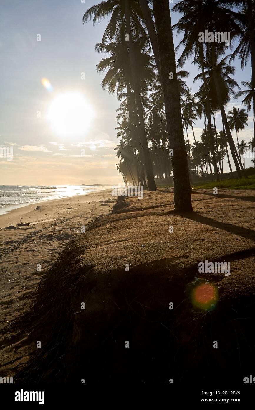 Ghana, Keta, Sun setting over silhouettes of palm trees growing along sandy coastal beach Stock Photo
