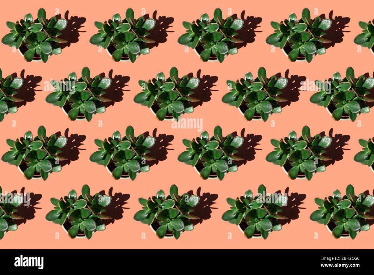 Rows of potted jade plants (Crassula ovata) Stock Photo