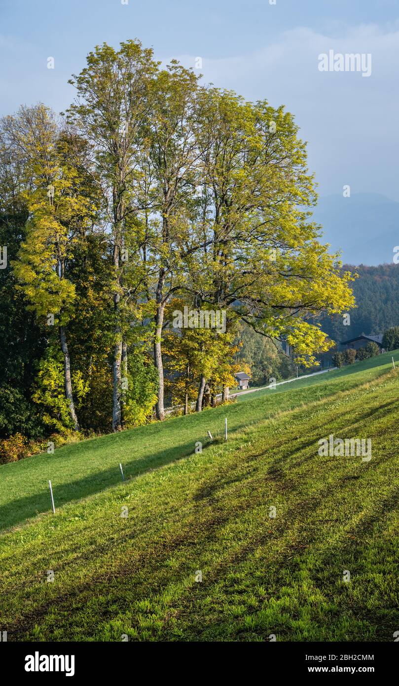 Autumn countryside view with green winter crops on fields, groves end forest, Kronberg, Strass im Attergau, Upper Austria Stock Photo