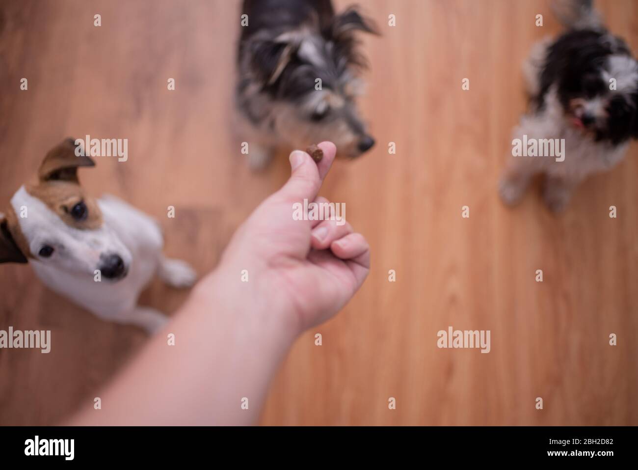 Obedient pets sitting on floor waiting for treat from owner Stock Photo
