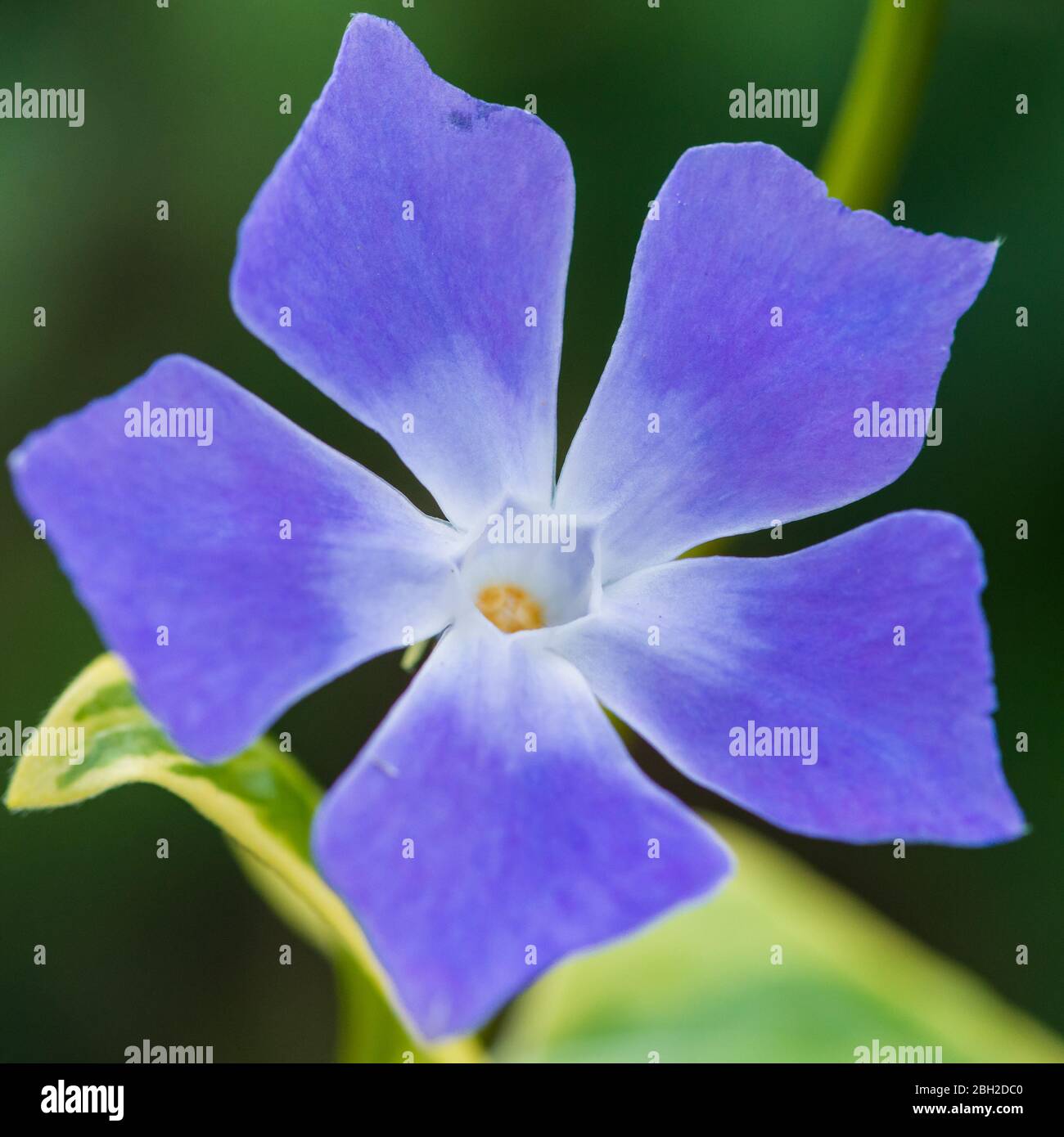 A macro shot of a periwinkle blooms. Stock Photo