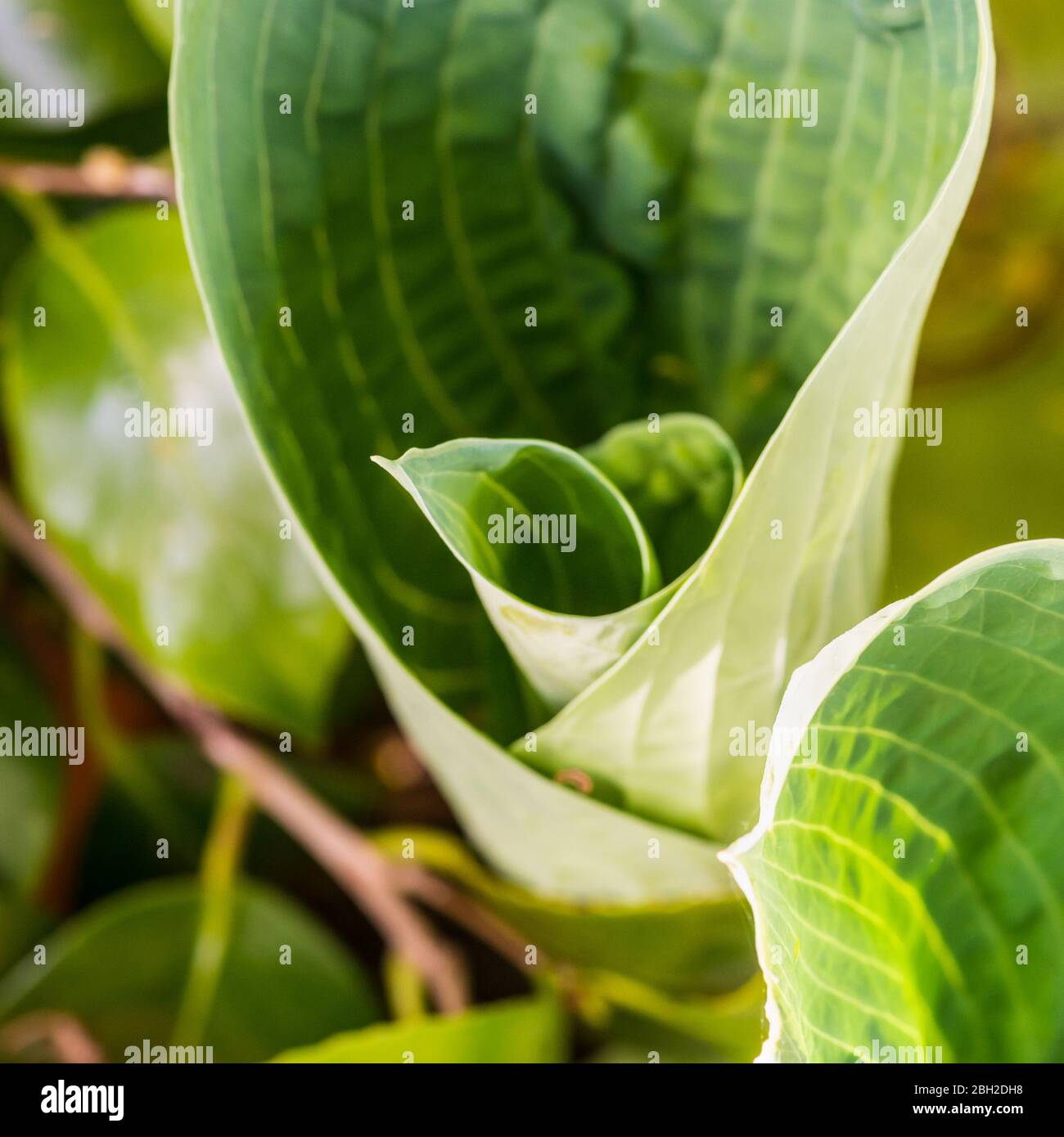 A macro shot of some hosta leaves unfurling. Stock Photo