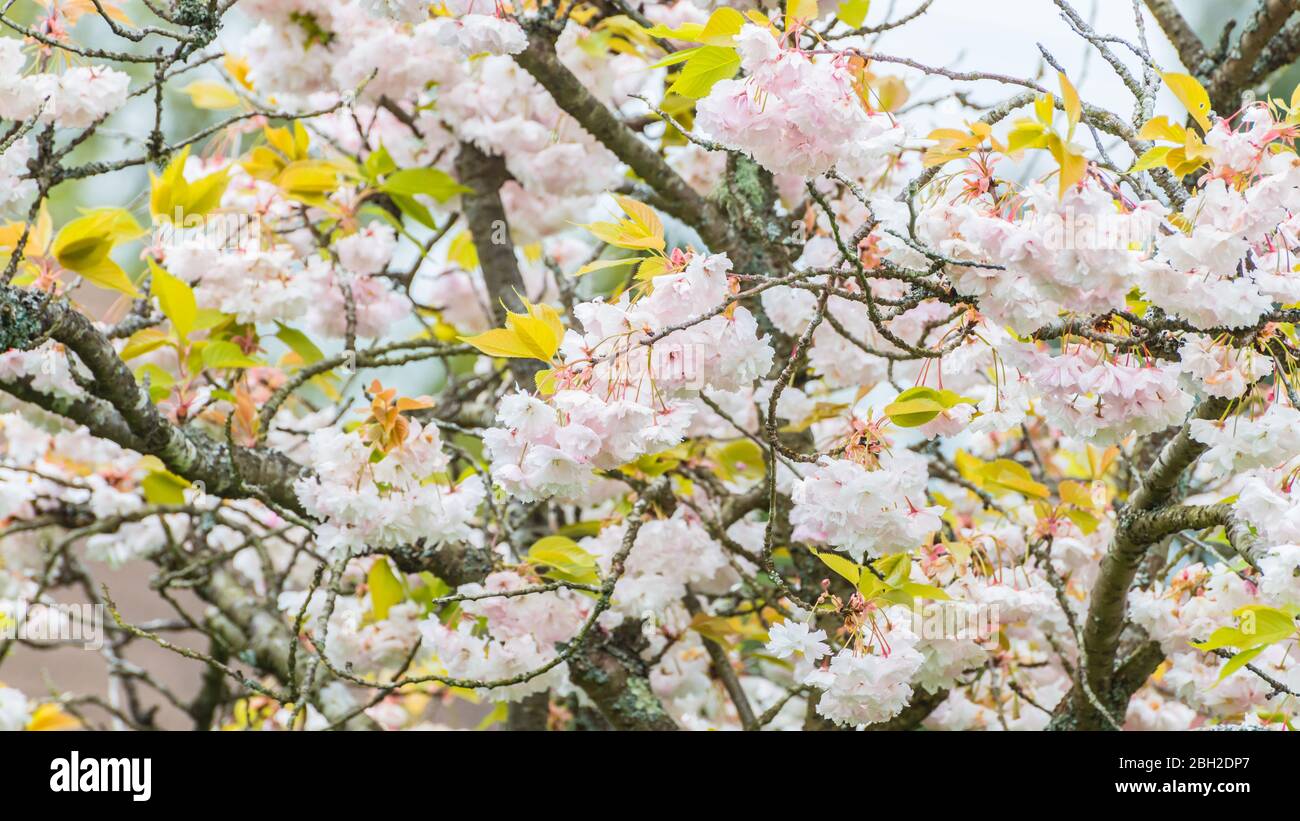 A shot of a cherry tree in full blossom. Stock Photo