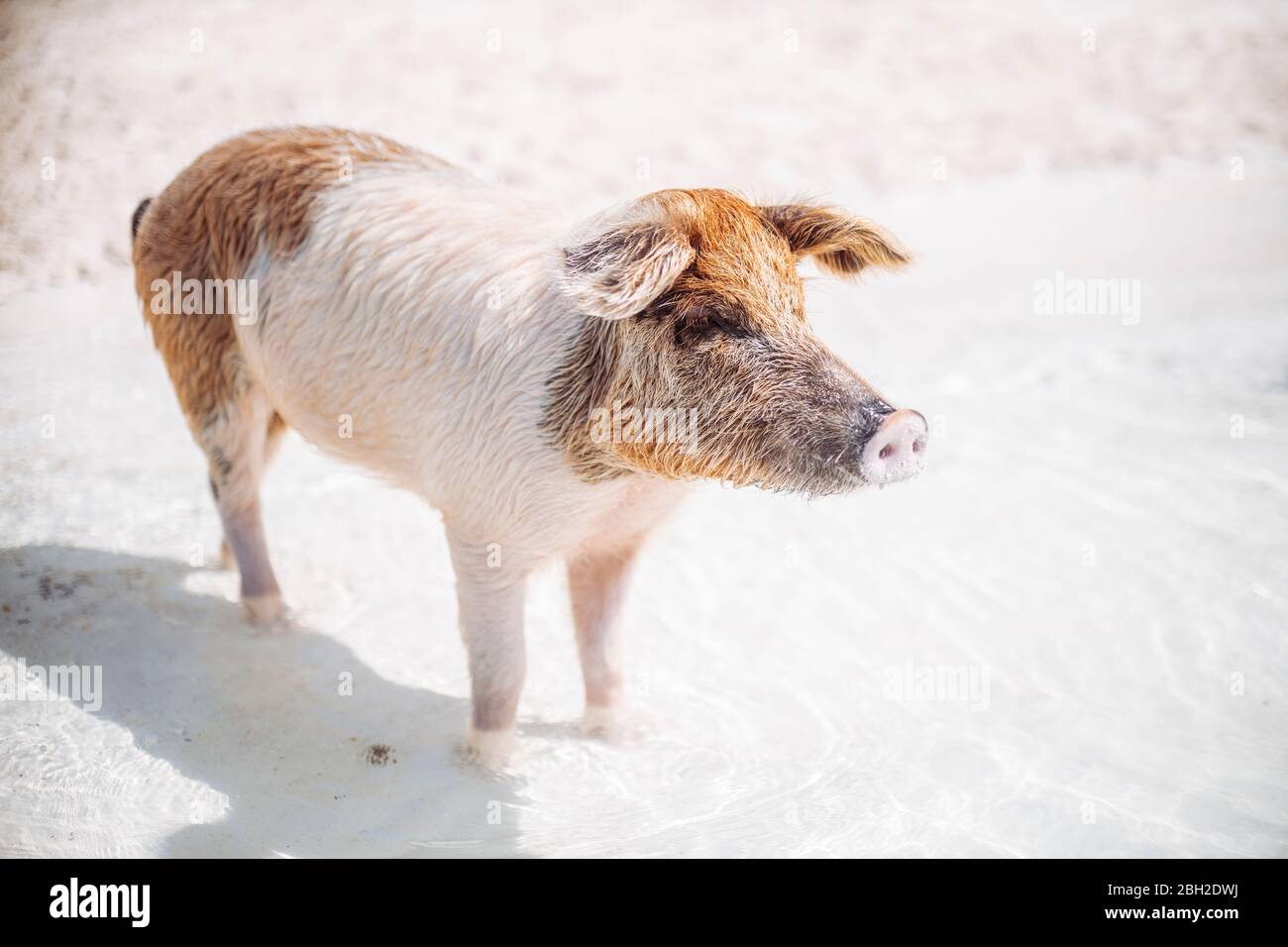Pig swimming in sea on Pig Beach, Exuma, Bahamas, Caribbean Stock Photo