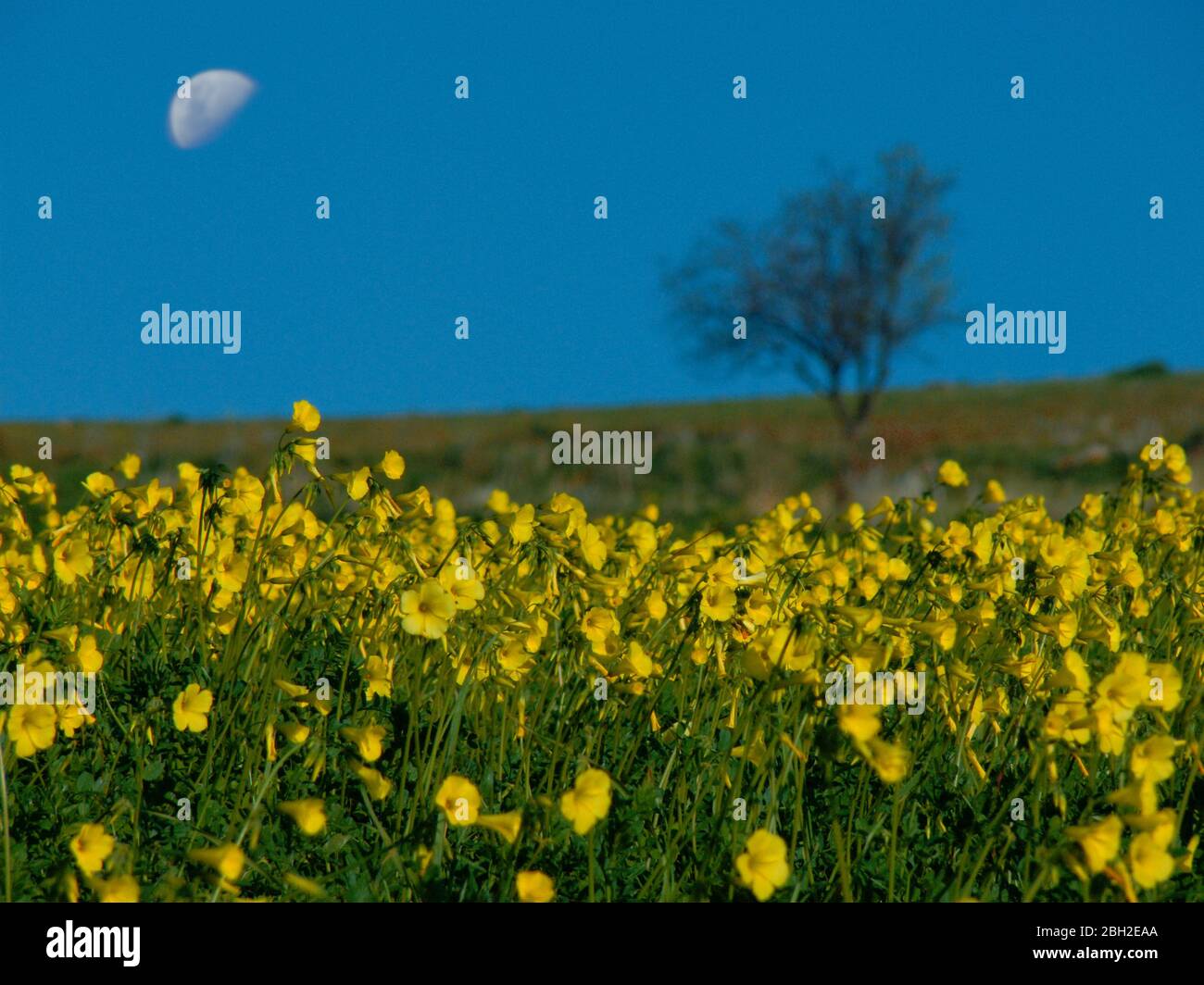 flowering of yellow wild flowers, on the horizon a blurred silhouette of lone tree and half moon in the sky at evening in Sicily Stock Photo