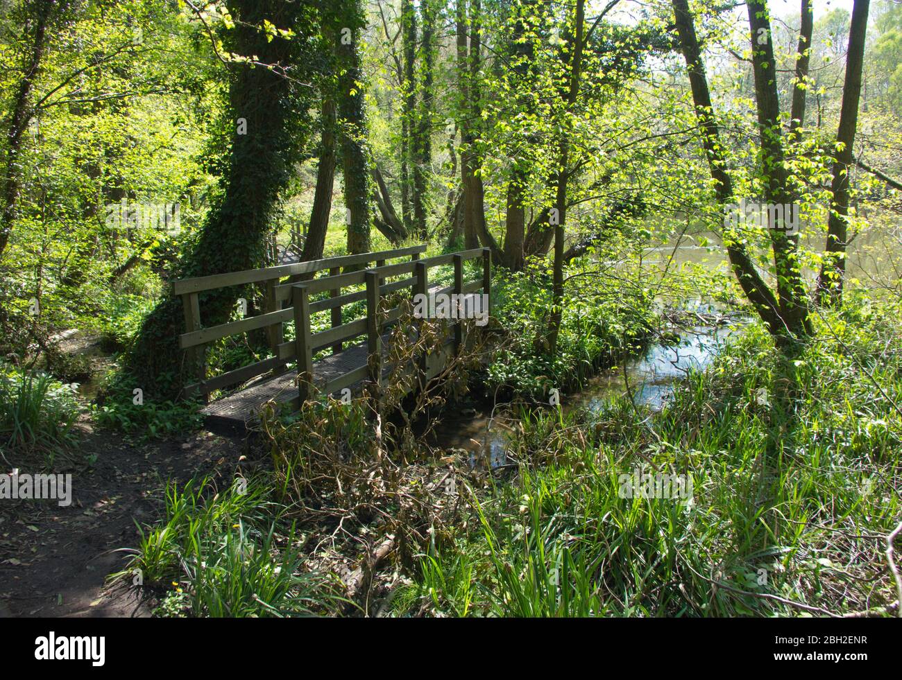 Dimminsdale Nature Reserve Stock Photo