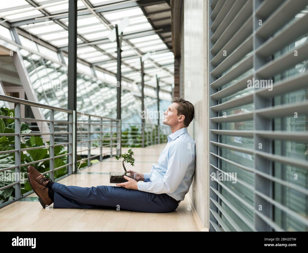 Businessman in green atrium, sitting on gallery, with bonsai on his lap Stock Photo