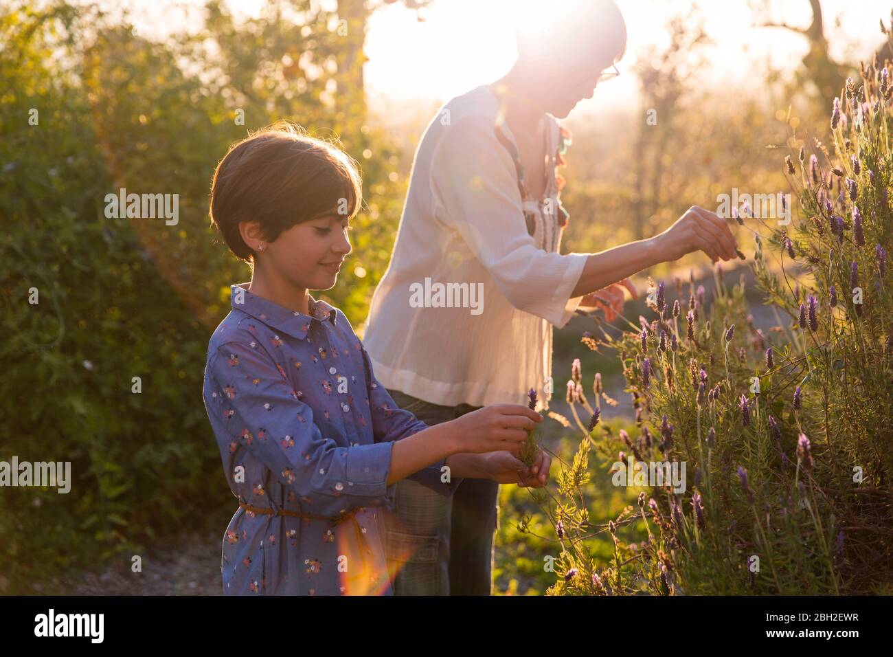 Mother and daughter picking lavender in the countryside at sunset Stock Photo