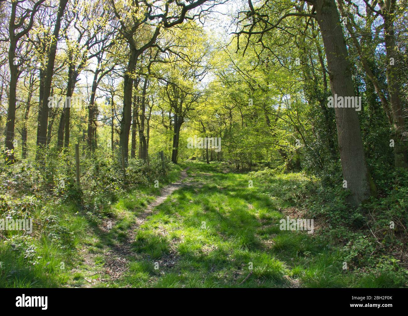 Oak woodlands. Calke. South Wood. South Derbyshire. Stock Photo