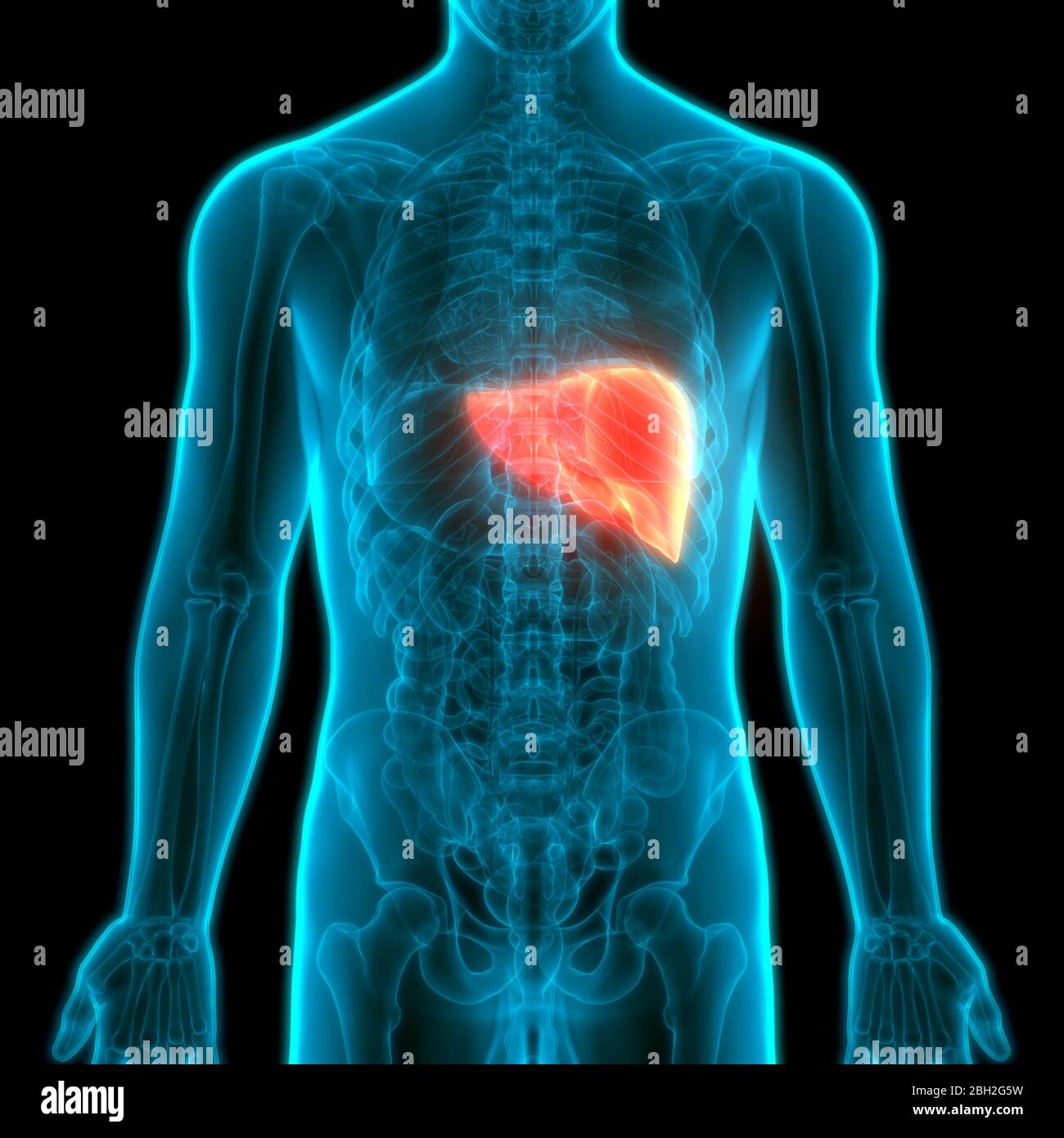 Human Internal Digestive Organ Liver Anatomy Stock Photo - Alamy