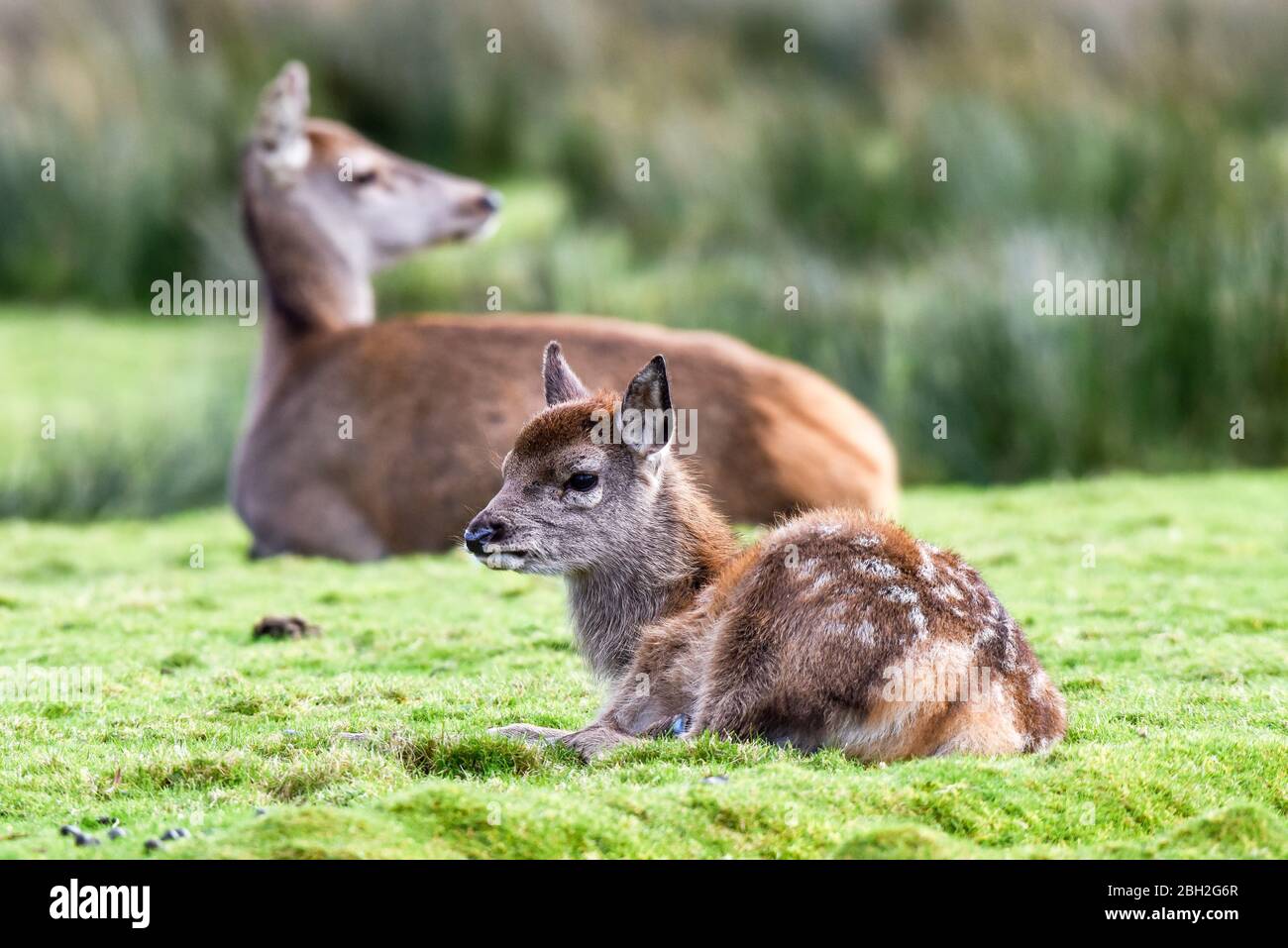 what is a young deer called