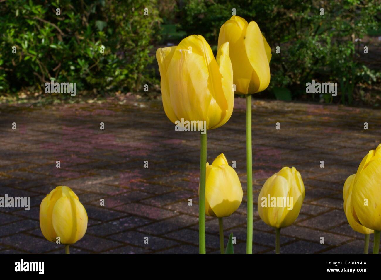 Yellow tulips in spring with copy space to side Stock Photo