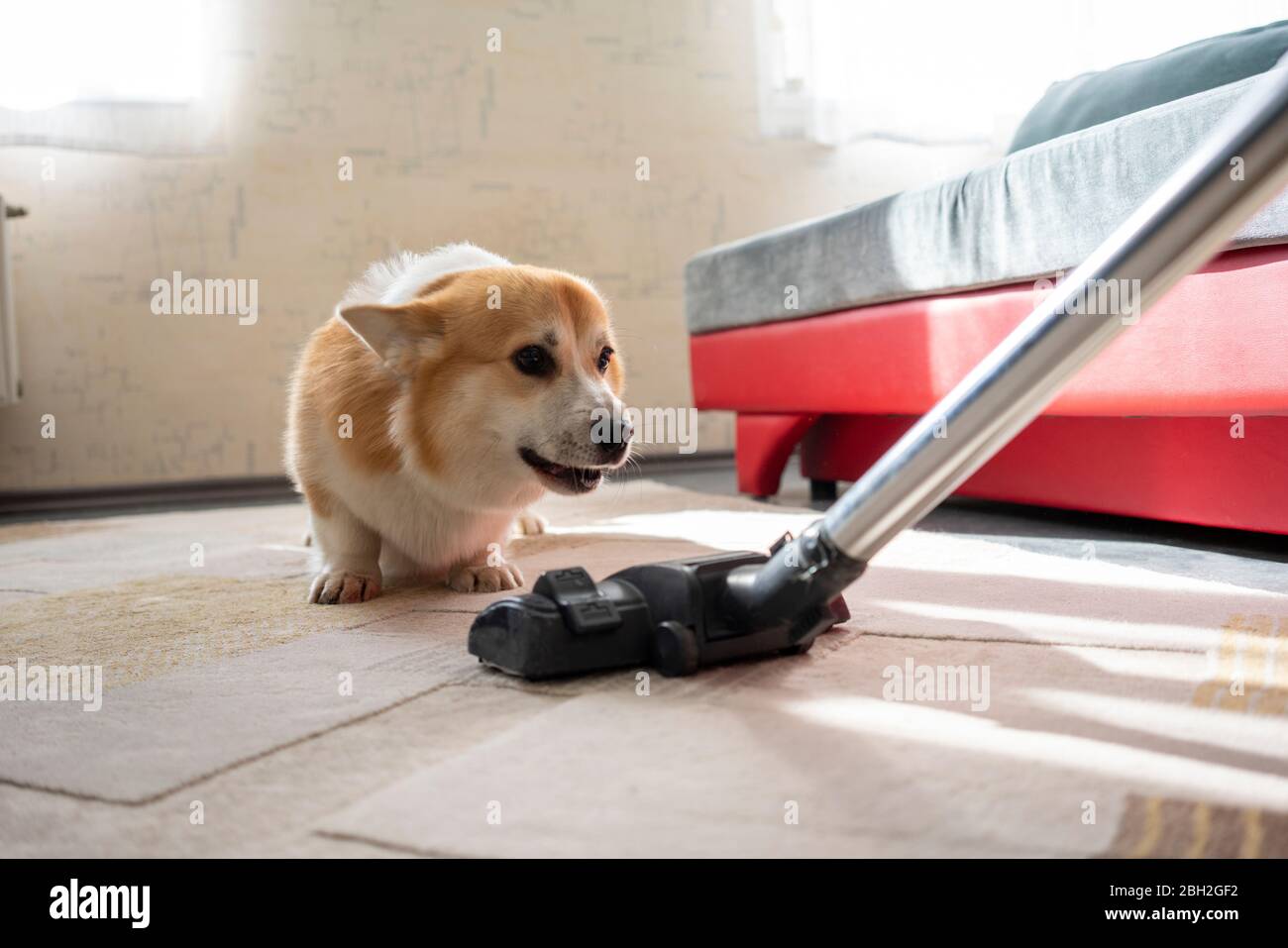 Dog watching vacuum cleaner Stock Photo Alamy