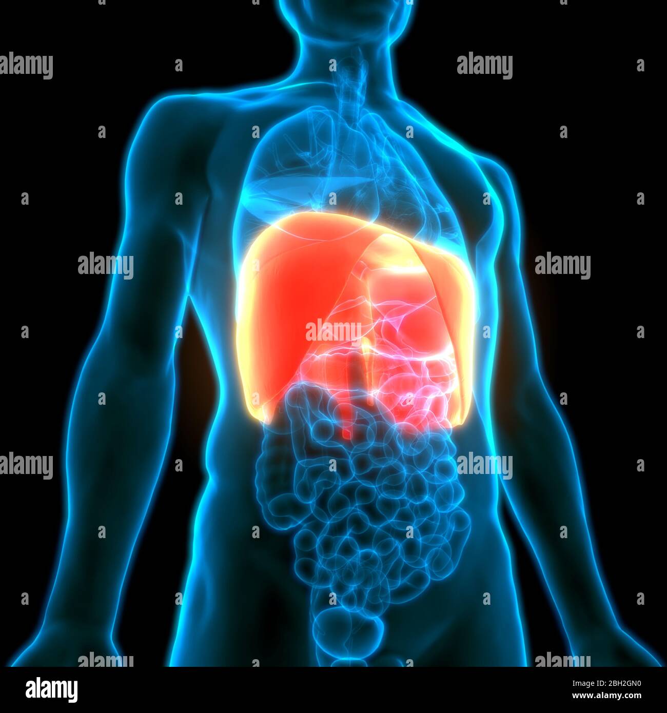 Human Respiratory System Diaphragm Anatomy Stock Photo - Alamy