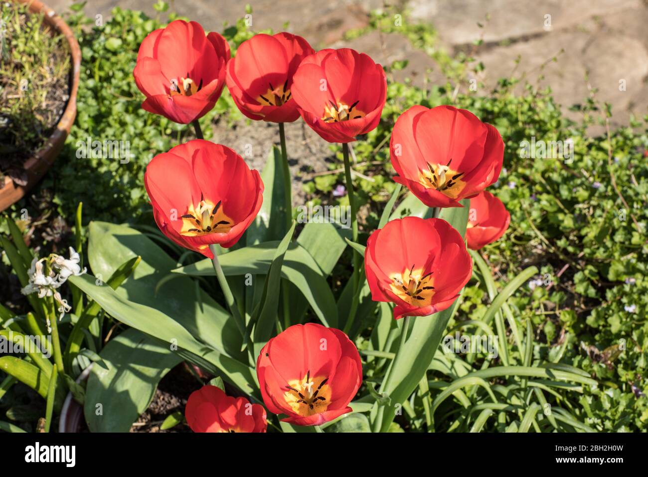 London, England. April, 2020. Beautiful red tulips with yellow centres creating vibrate spring colour in an English garden during a sunny spell in Apr Stock Photo
