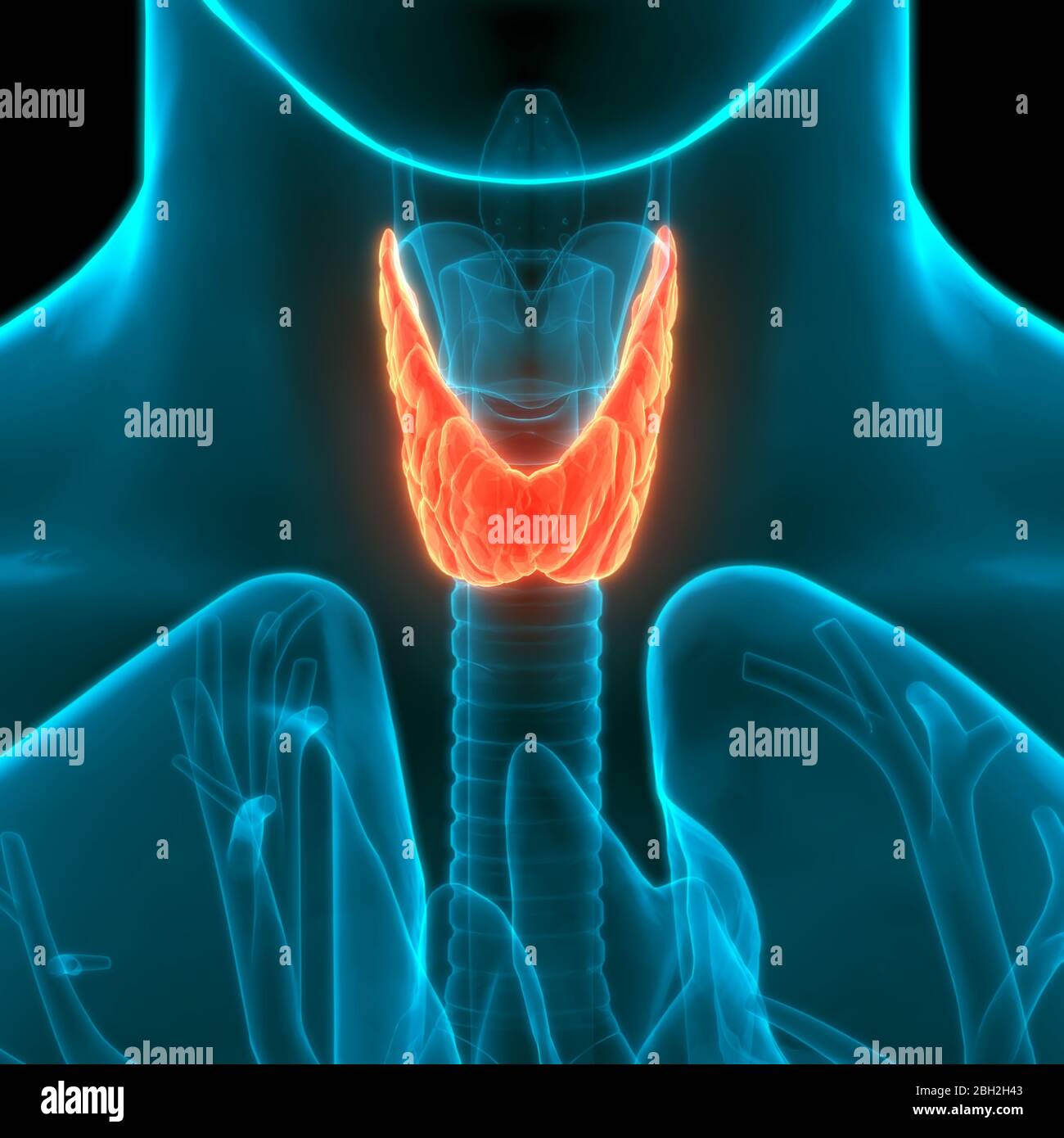 Human Glands Lobes Of Thyroid Gland Anatomy Stock Photo - Alamy